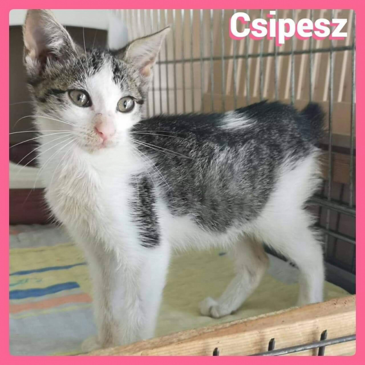 Csipesz gazdit keres Tatabányán