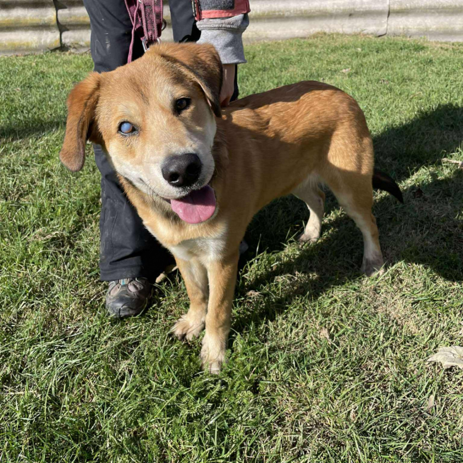 Show-Zsák gazdit keres