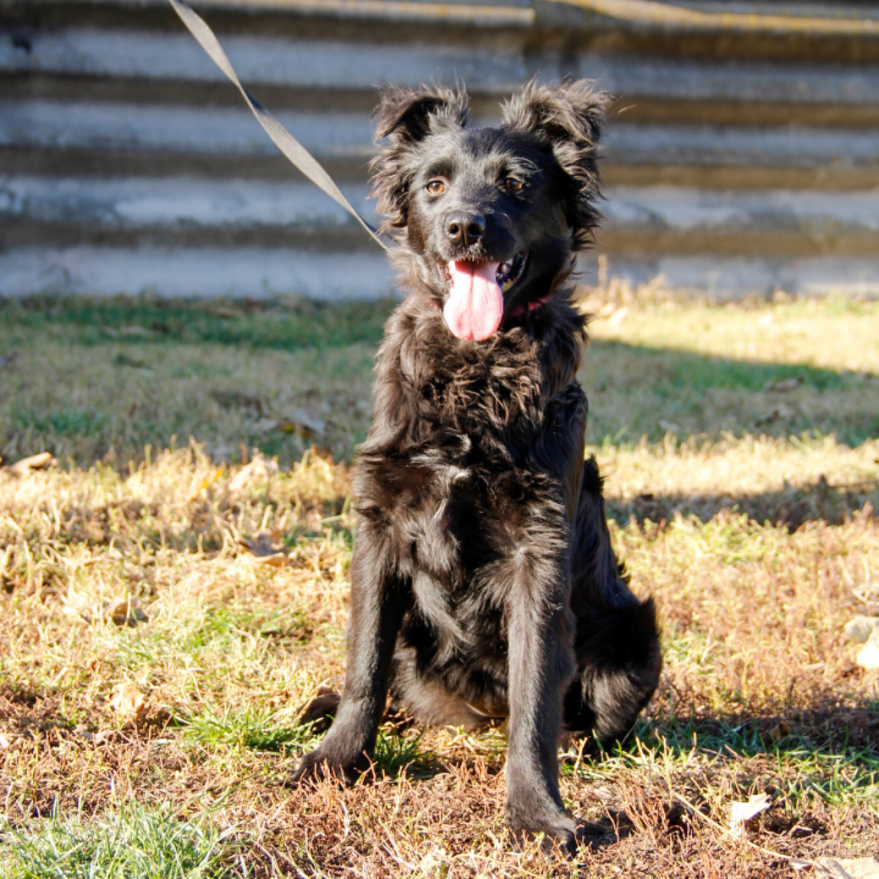 Áfonya gazdit keres