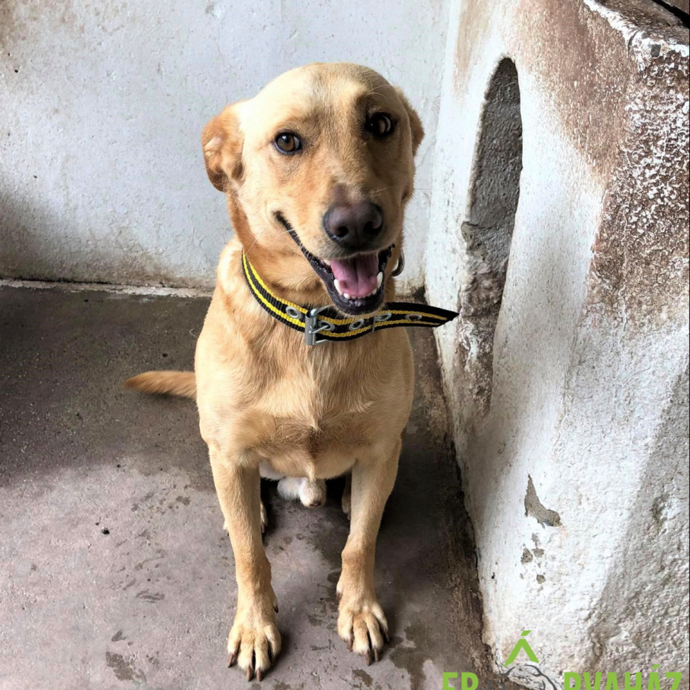 Mang&oacute; &uacute;jra gazdit keres