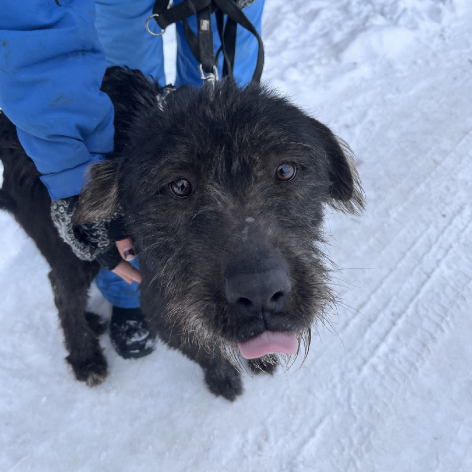 Matrica gazdit keres