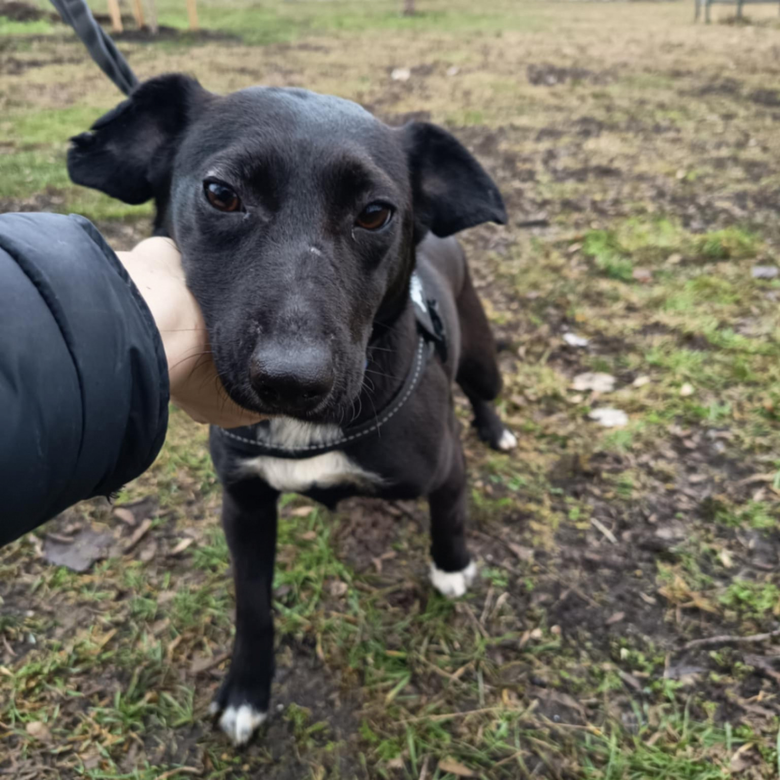 Ol&iacute;via gazdit keres