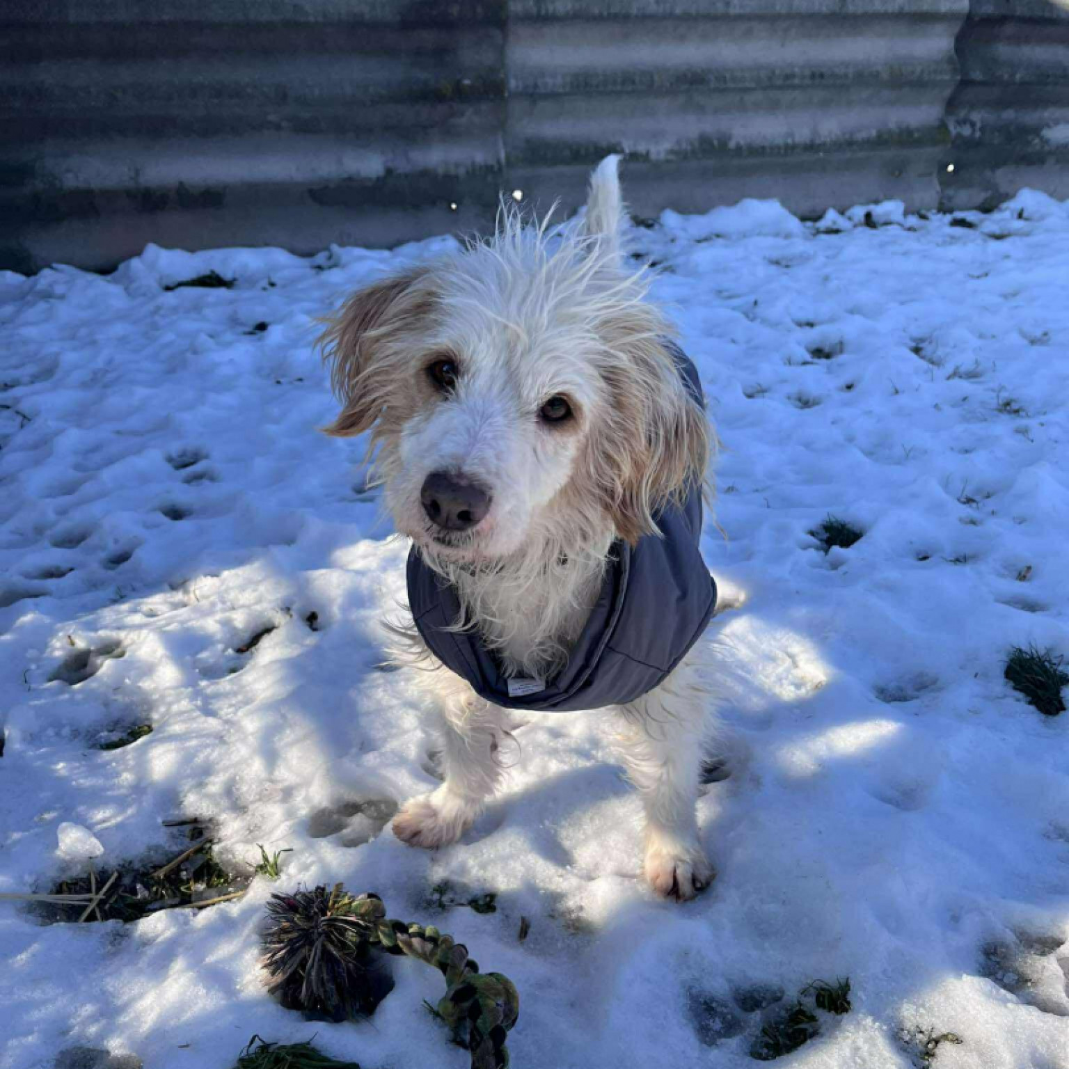 &Aacute;rpi gazdit keres