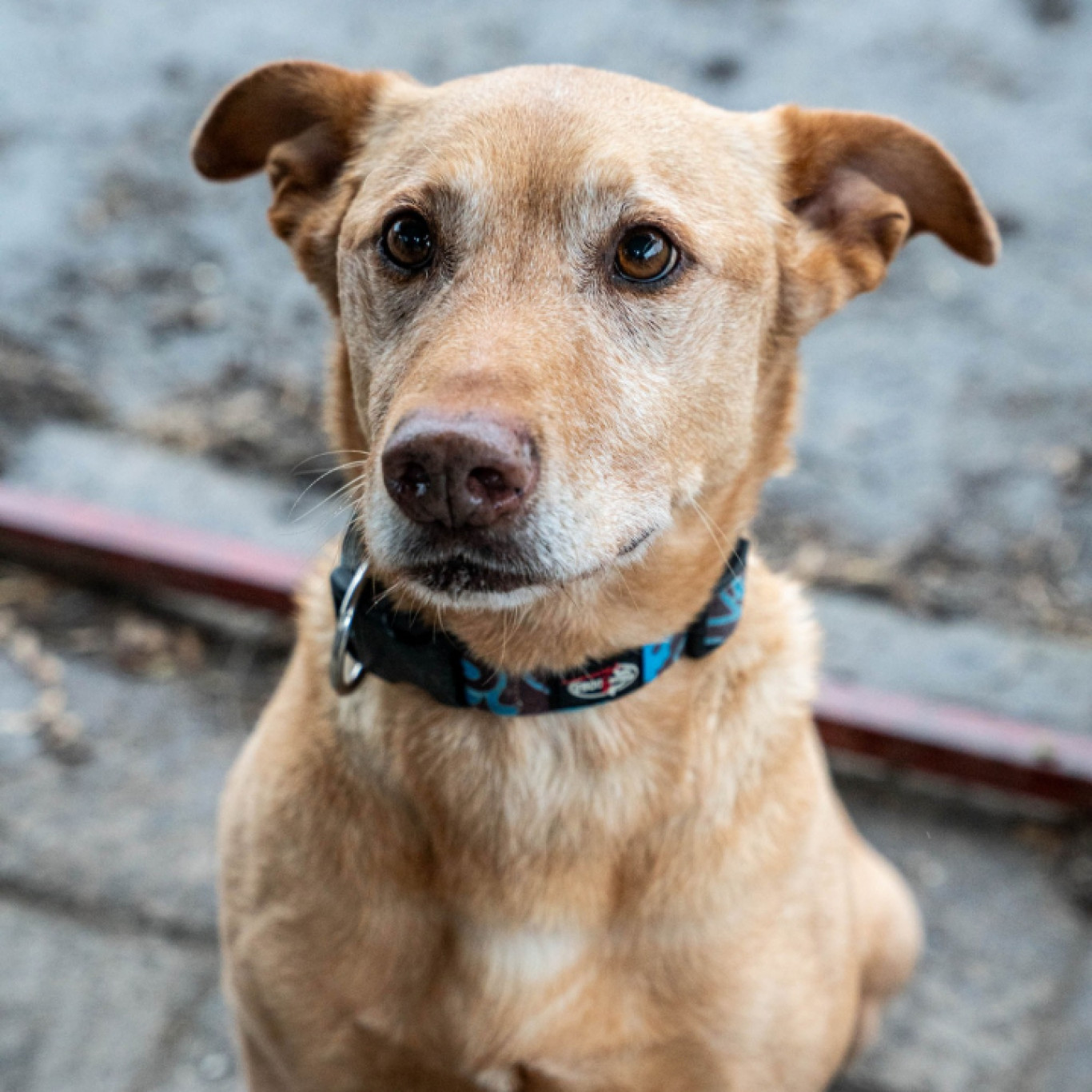 Mang&oacute; &uacute;jra gazdit keres