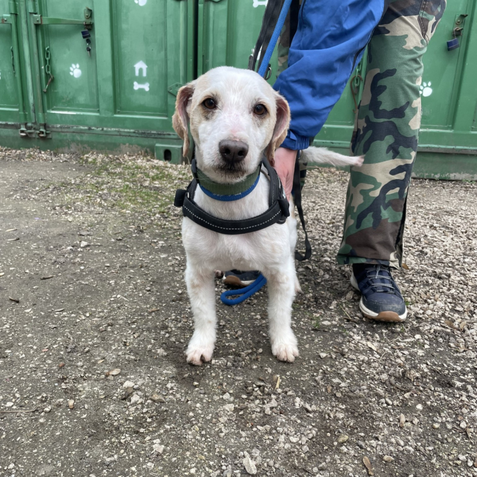 &Aacute;rpi gazdit keres