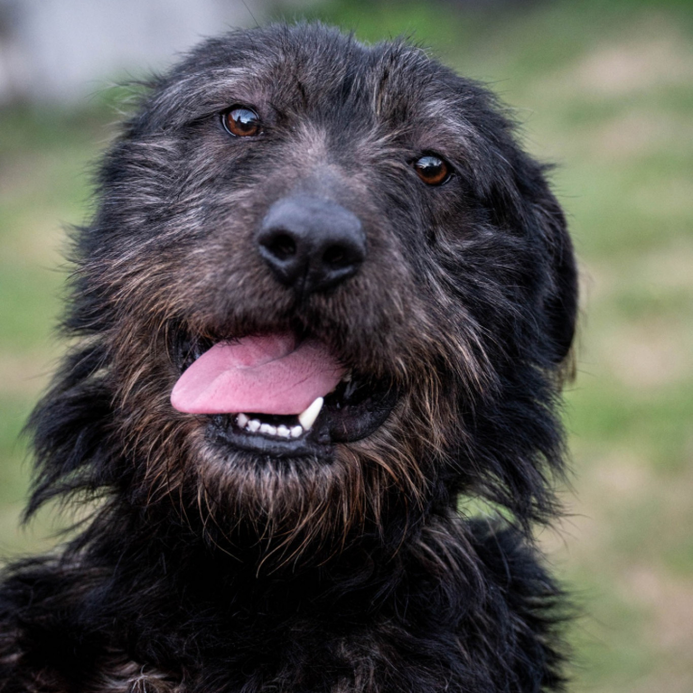 Matrica gazdit keres