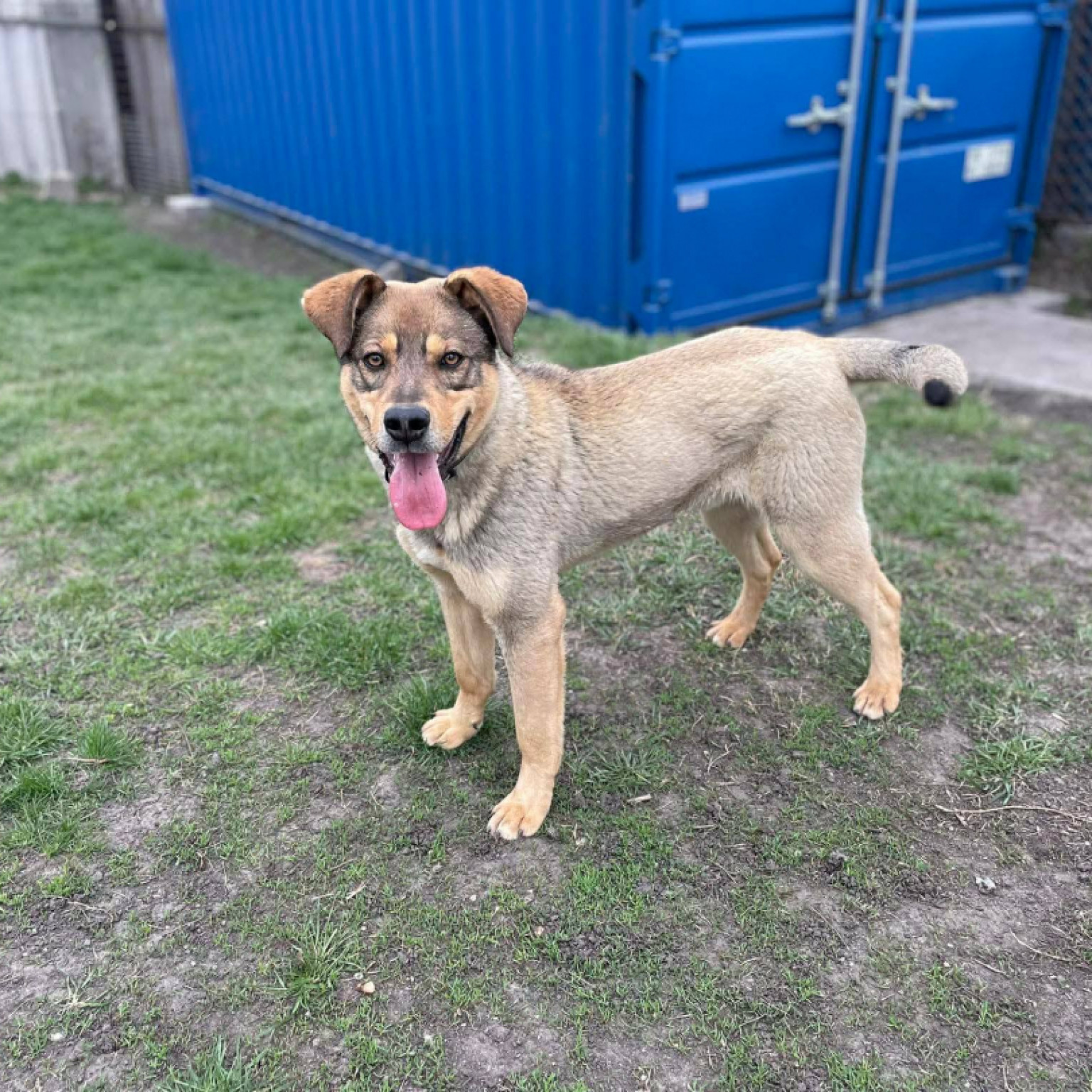 Levente gazdit keres