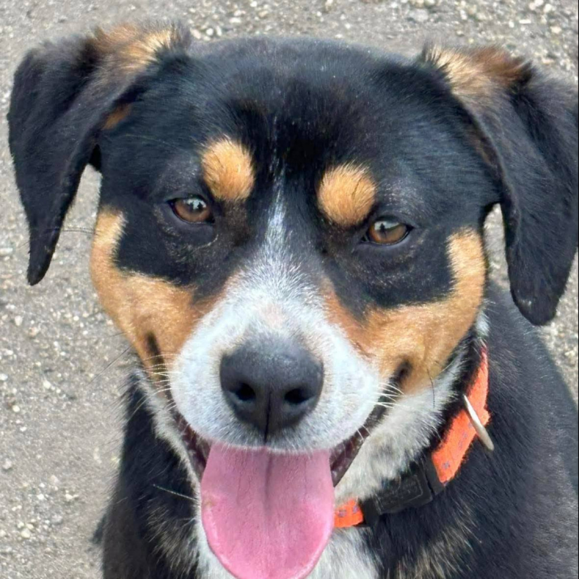 Oliv&eacute;r gazdit keres