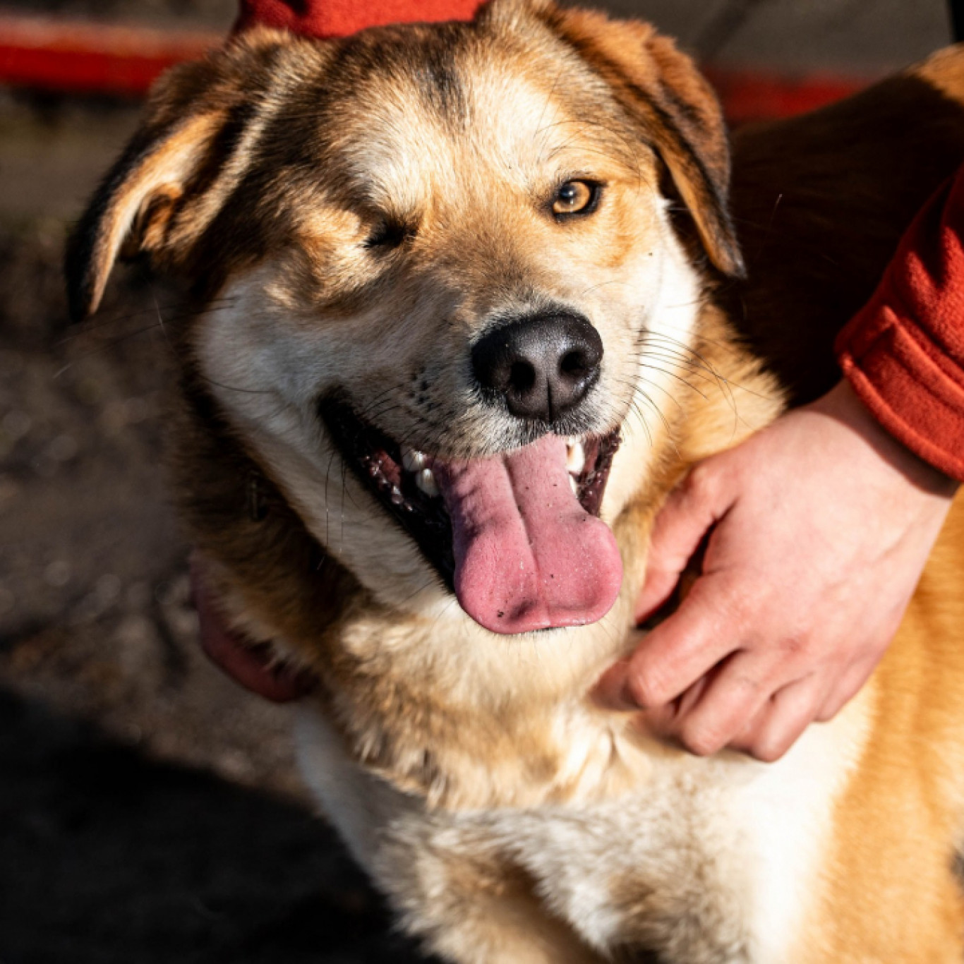 ShowZs&aacute;k &uacute;jra gazdit keres