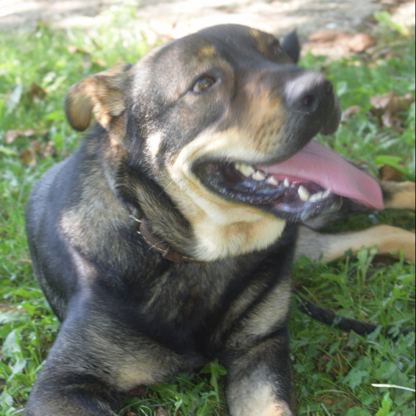 Béci gazdát keres