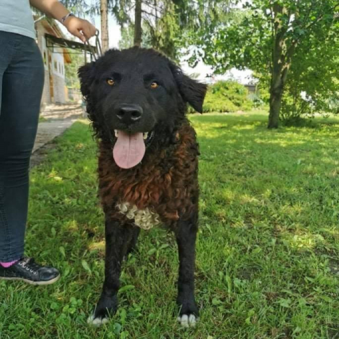 Péntek gazdát keres