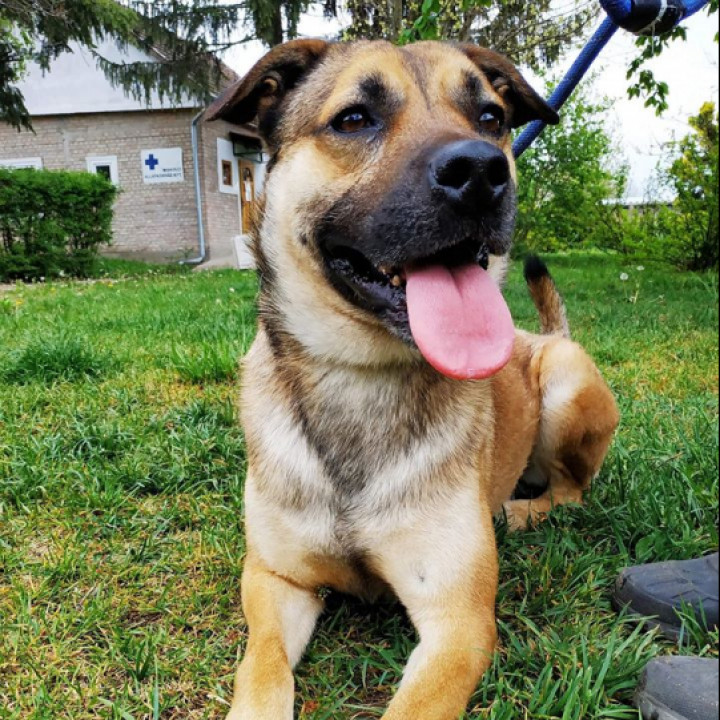 Rocky gazdát keres