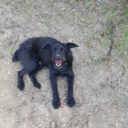 Gyula (keverék, kan, 1,5 éves)