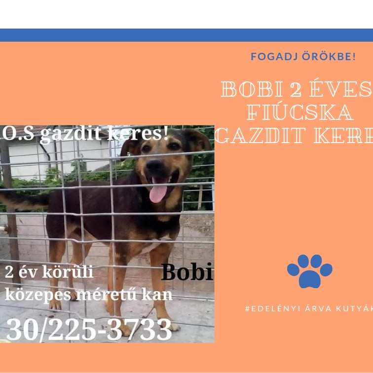BOBI fiatal nyugodt kisfiú
