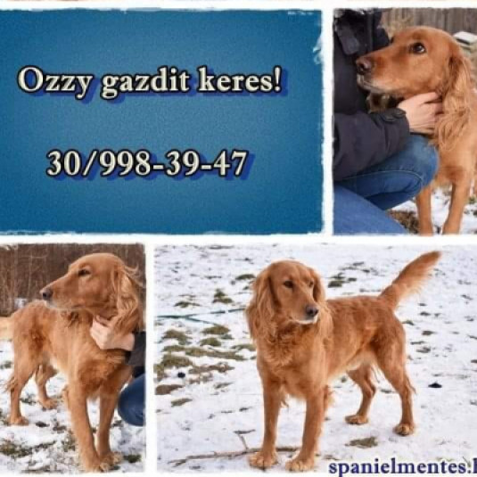 Ozzy, a spániel keverék gazdát keres