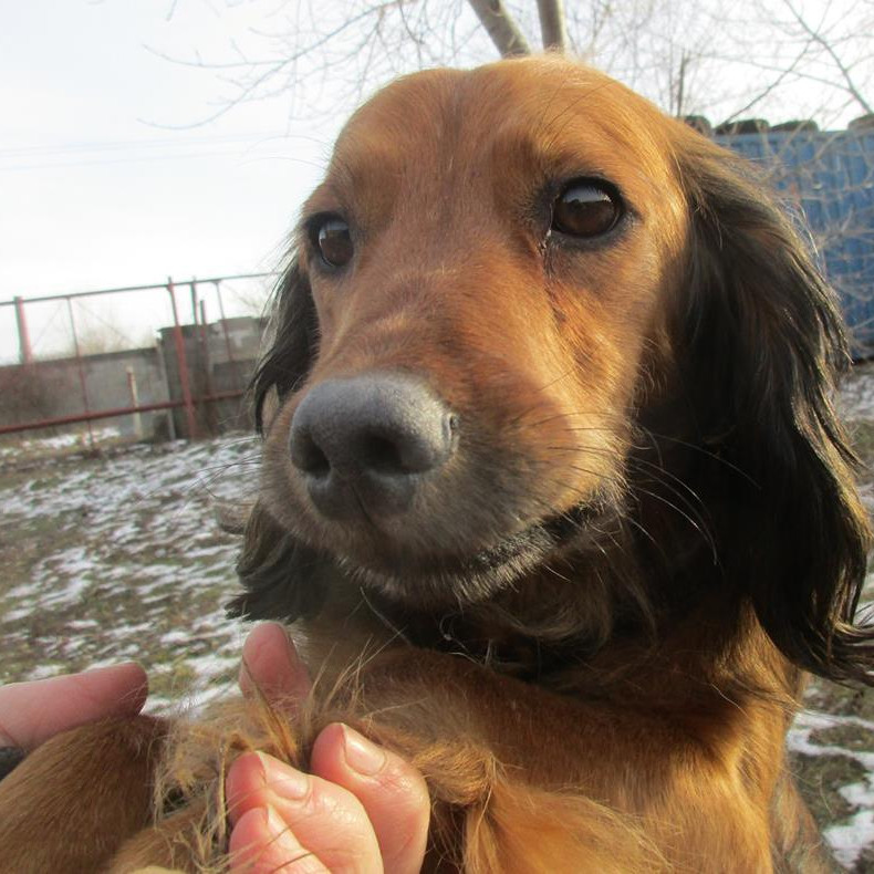 Sancho, a cuki, aktív spánielkeverék
