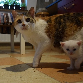 Mamacska gazdát keres!