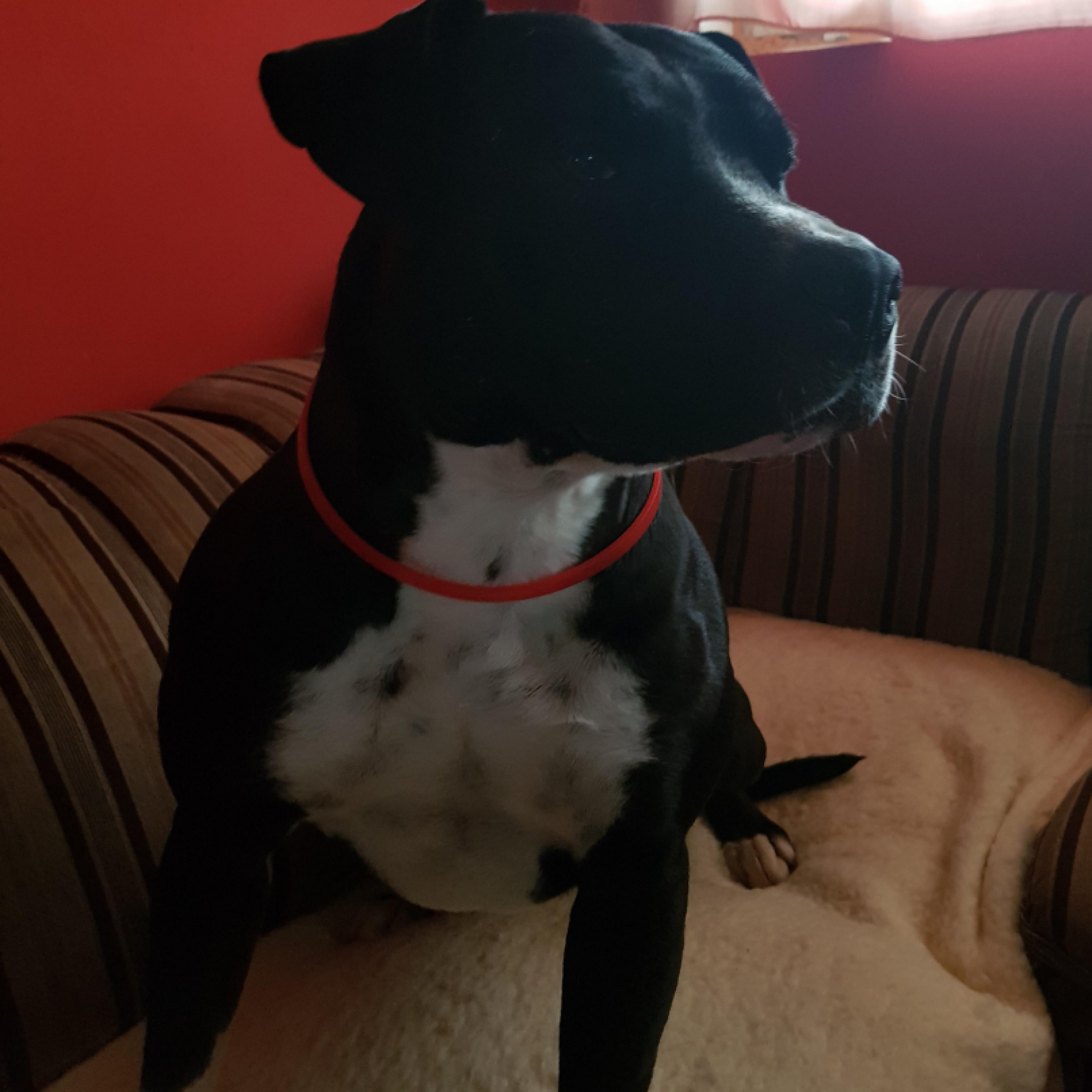Amstaff gazdit keres