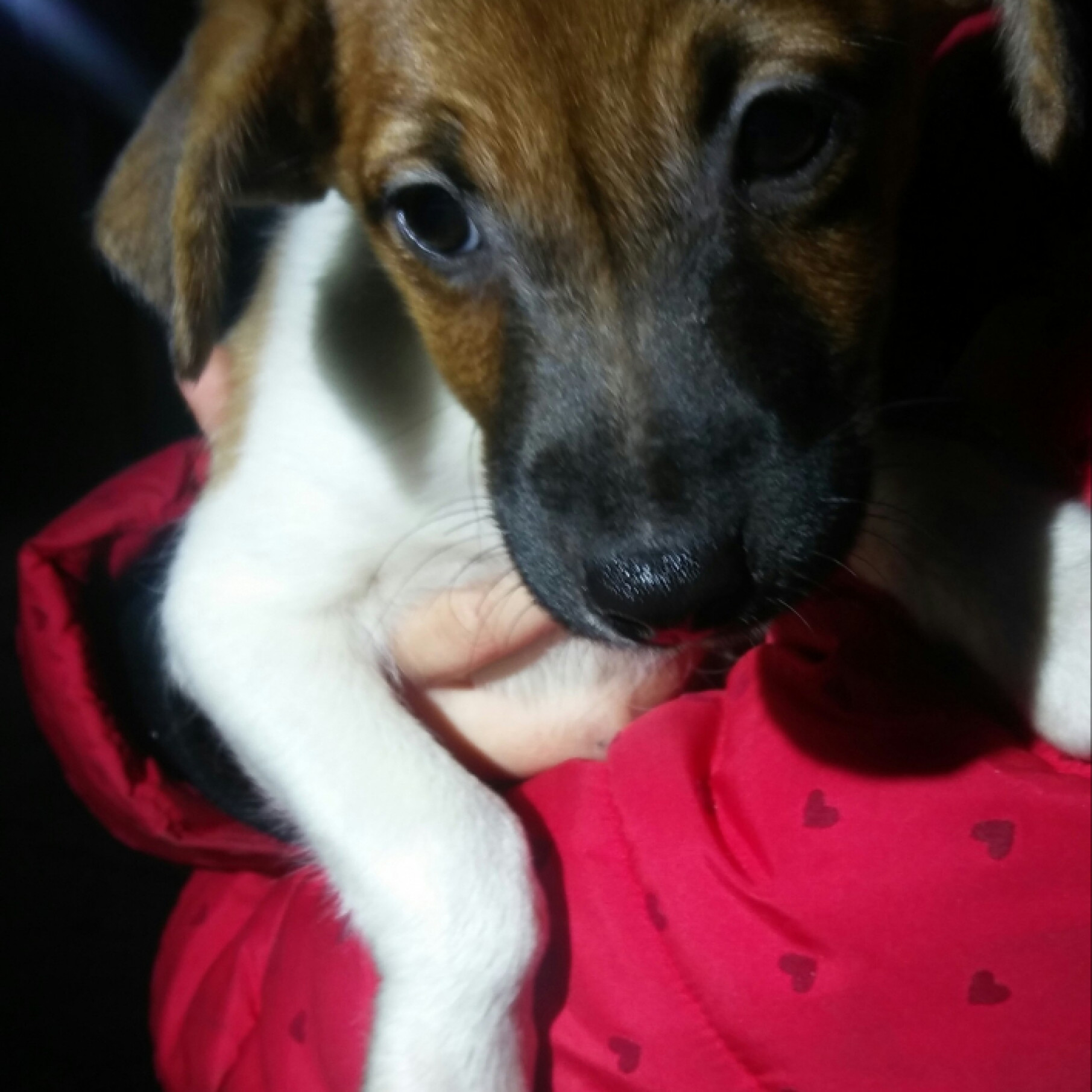 foxterrier jellegű kölyök kutya
