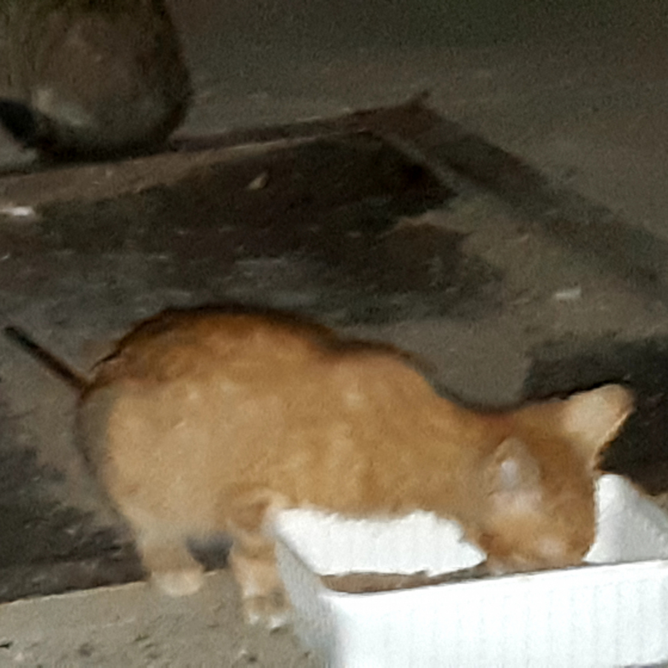 Kincsem Parki kiscicàk