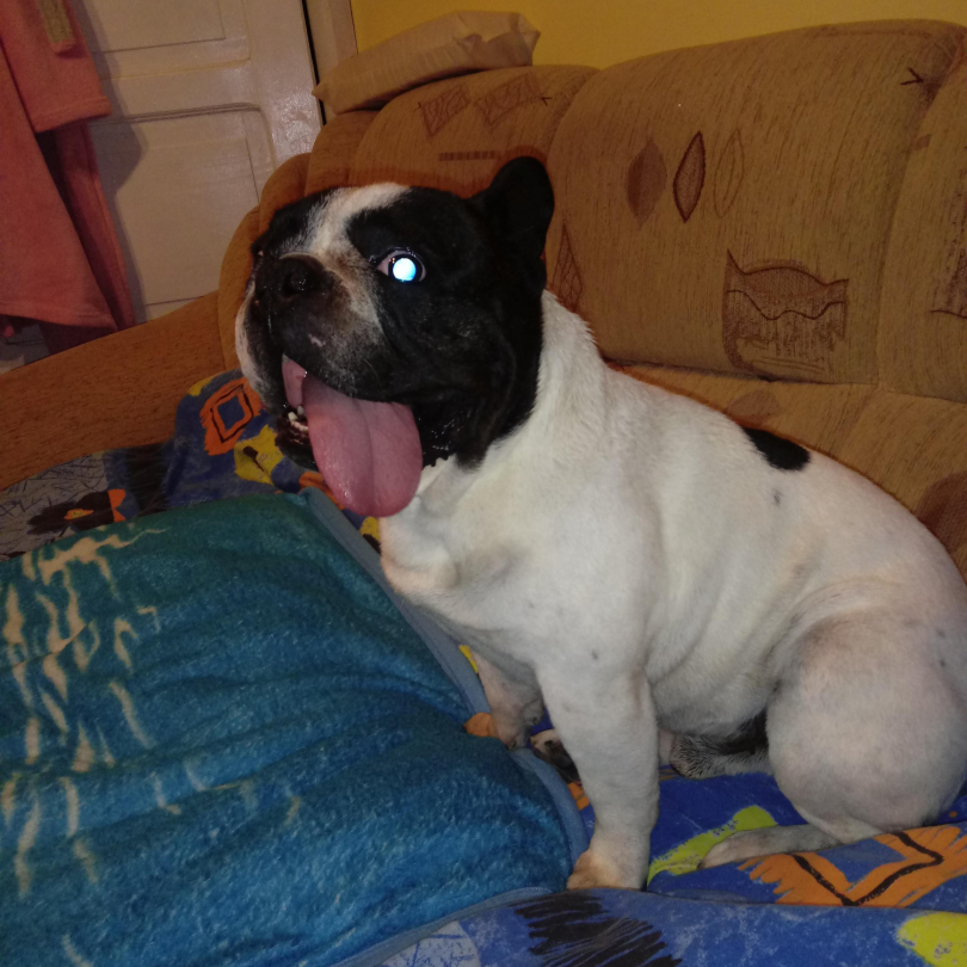 6 eves kis "bamba"francia bulldog