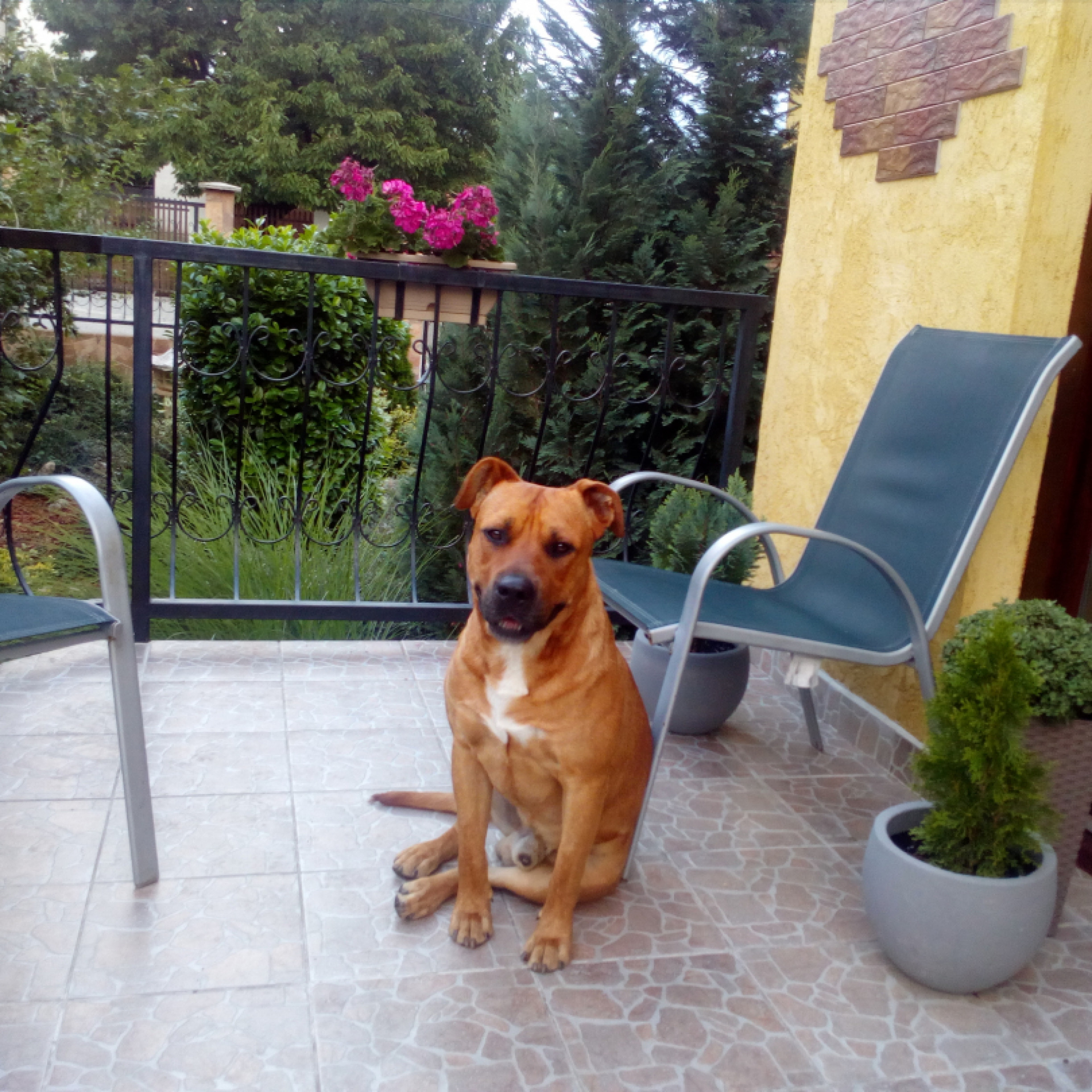 2 éves amstaff fajtiszta jellegű kan
