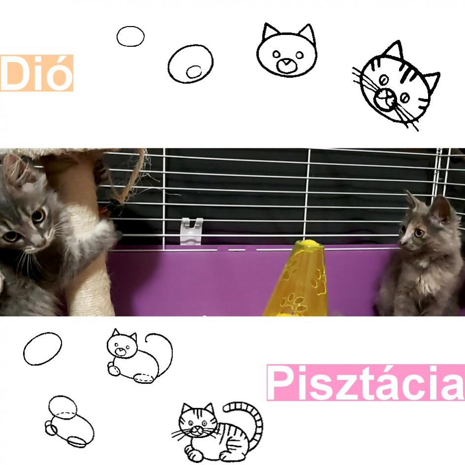 Dió és Pisztácia gazdit keres