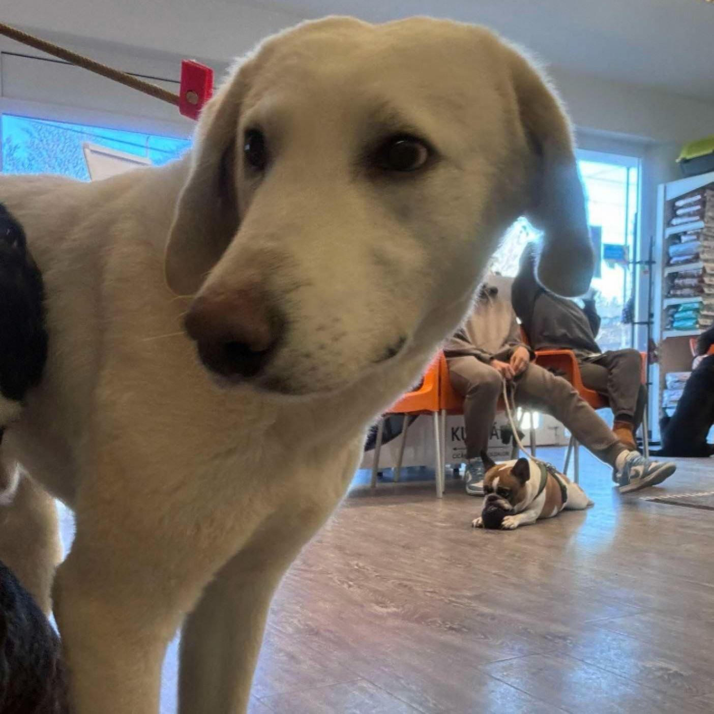 Zsir&aacute;f gazdit keres!