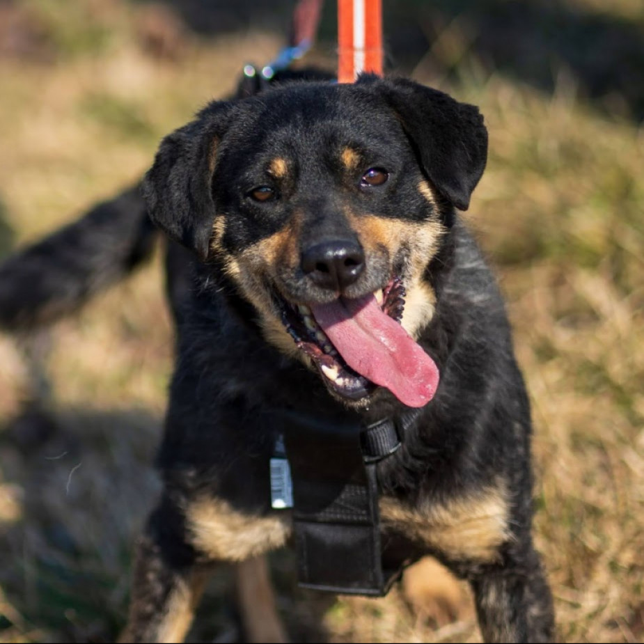 &nbsp;Szilveszteri Berta gazdit keres!