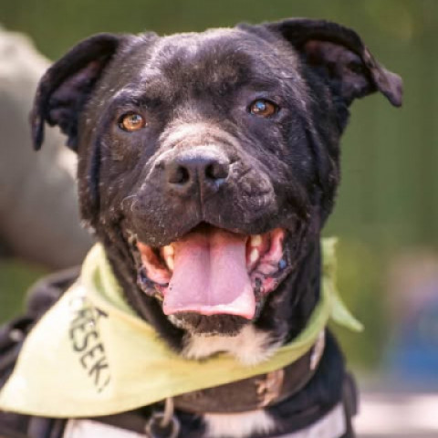 Gourmet gazdit keres!