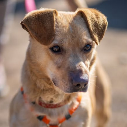 Bamber gazdit keres!