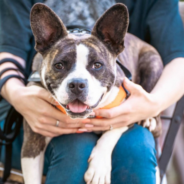 Gyagyap&oacute;k gazdit keres!