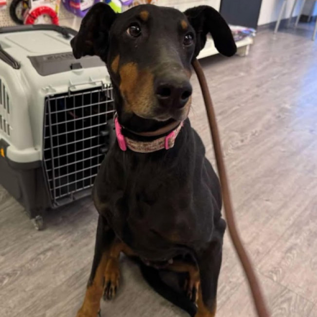 Stella gazdit keres!