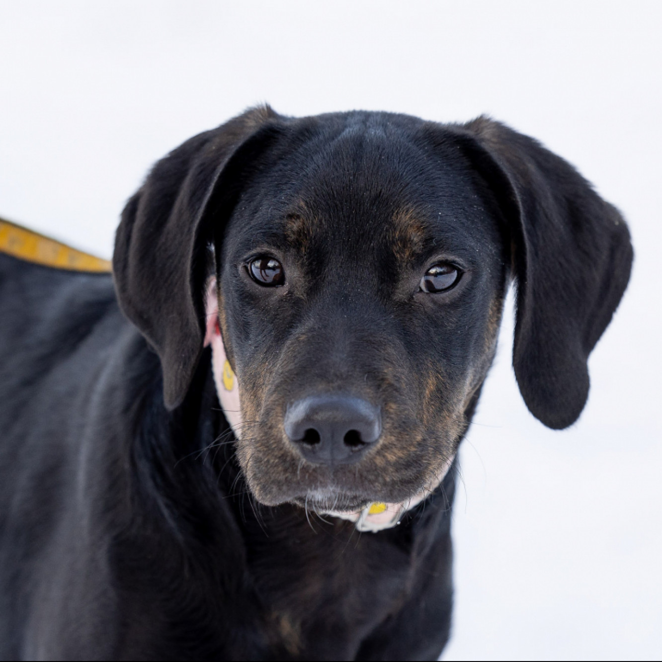 ABU gazd&aacute;ra v&aacute;r