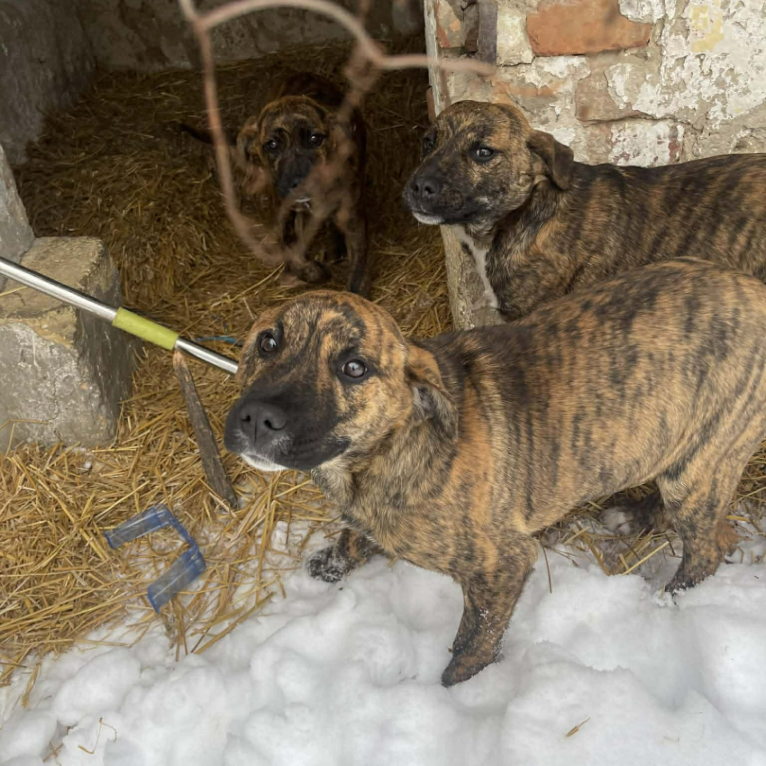 Staffordshire terrier kever&eacute;k