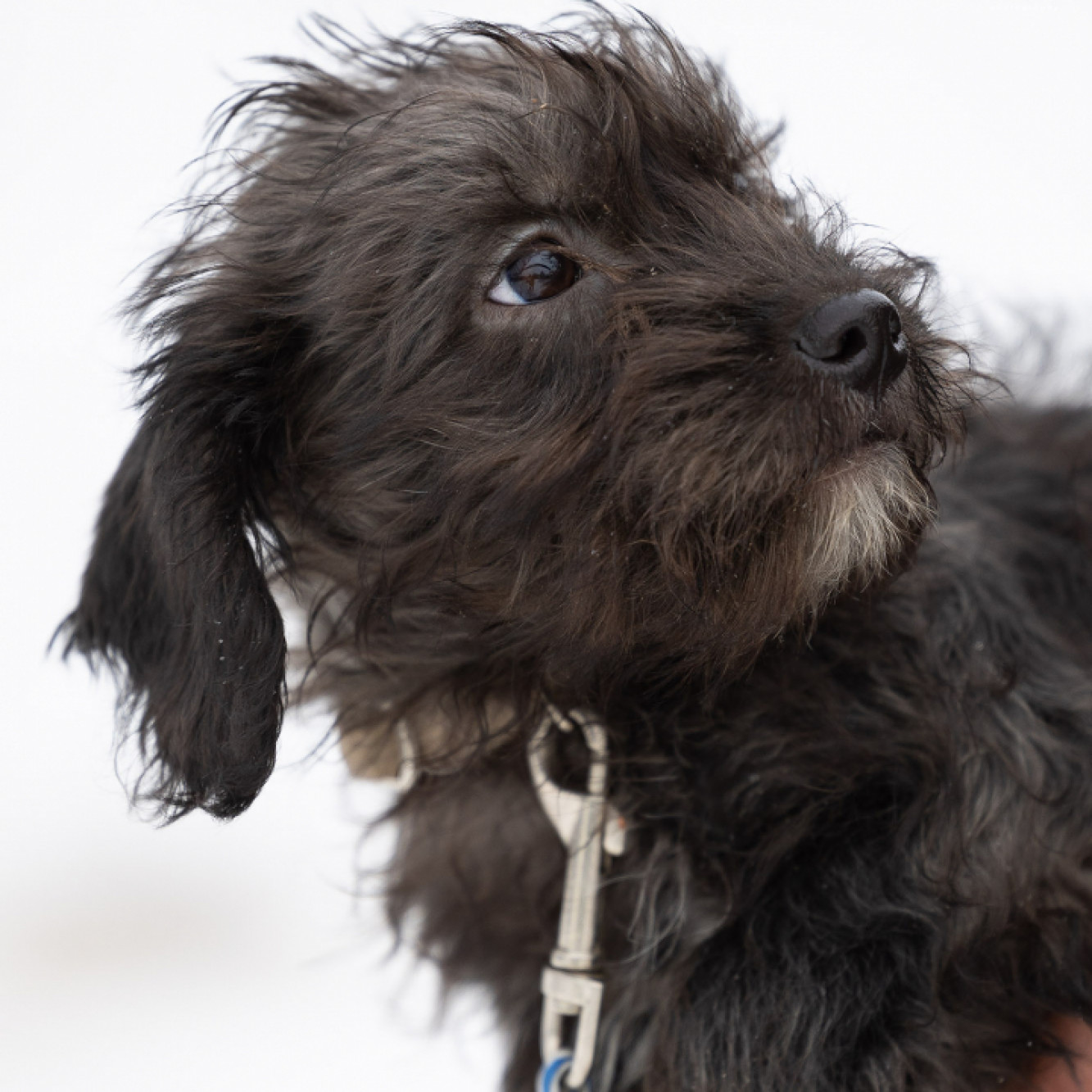 M&Oacute;C gazdit keres