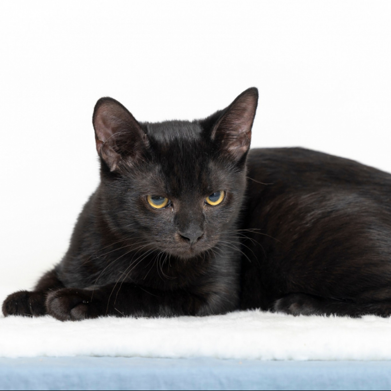 Szili cica gazdit keres