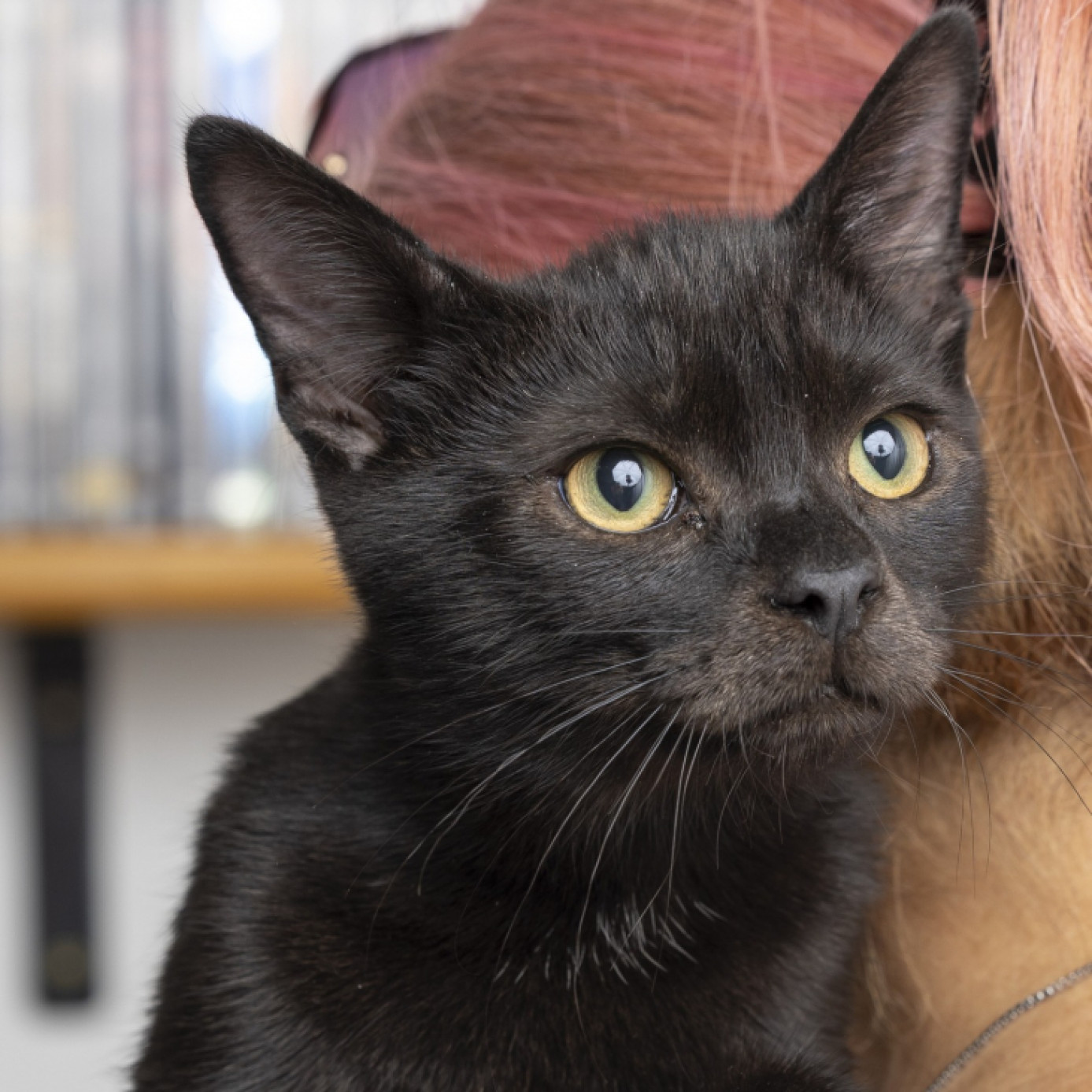 Szotyi cica gazdit keres