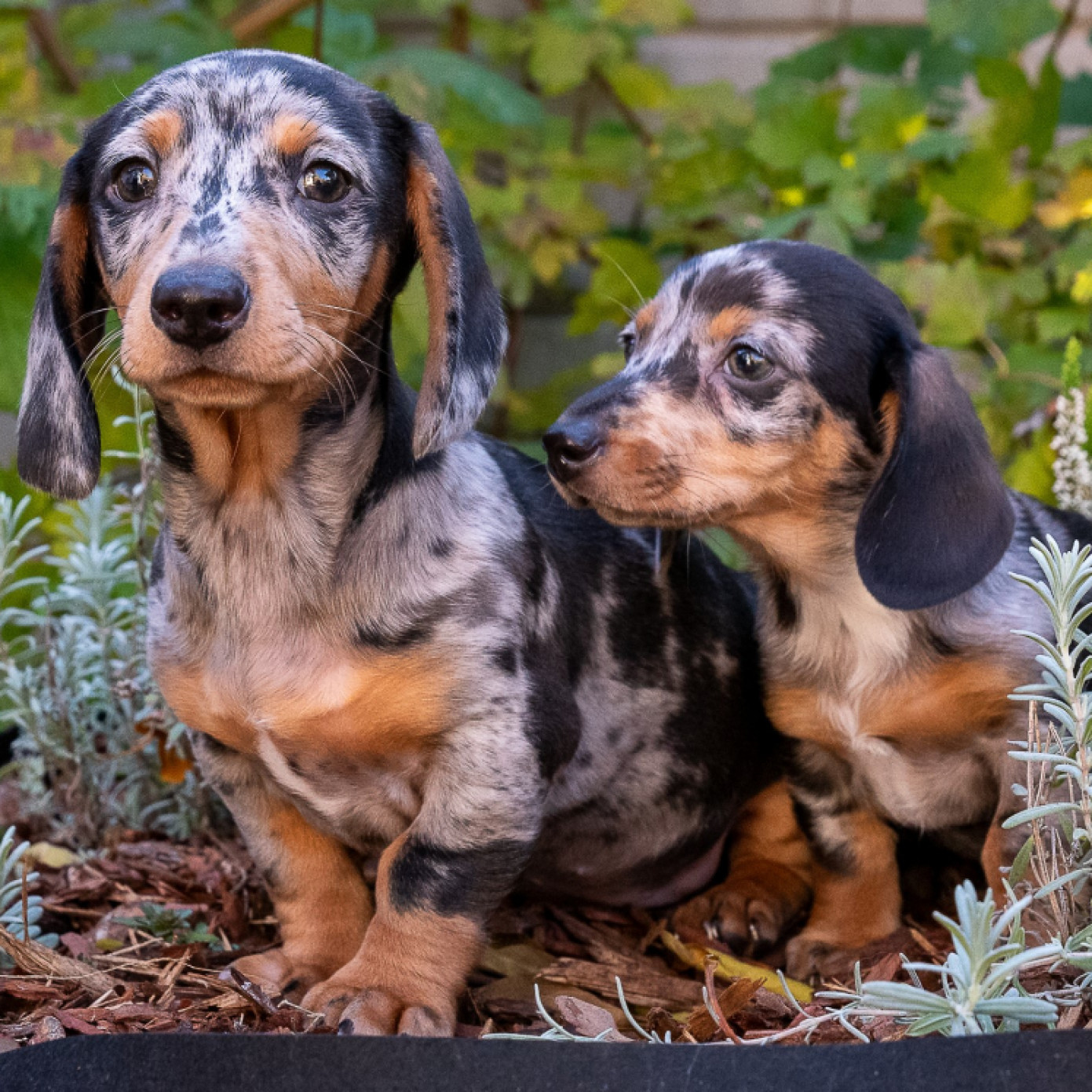 Penny és Pocok gazdit keres