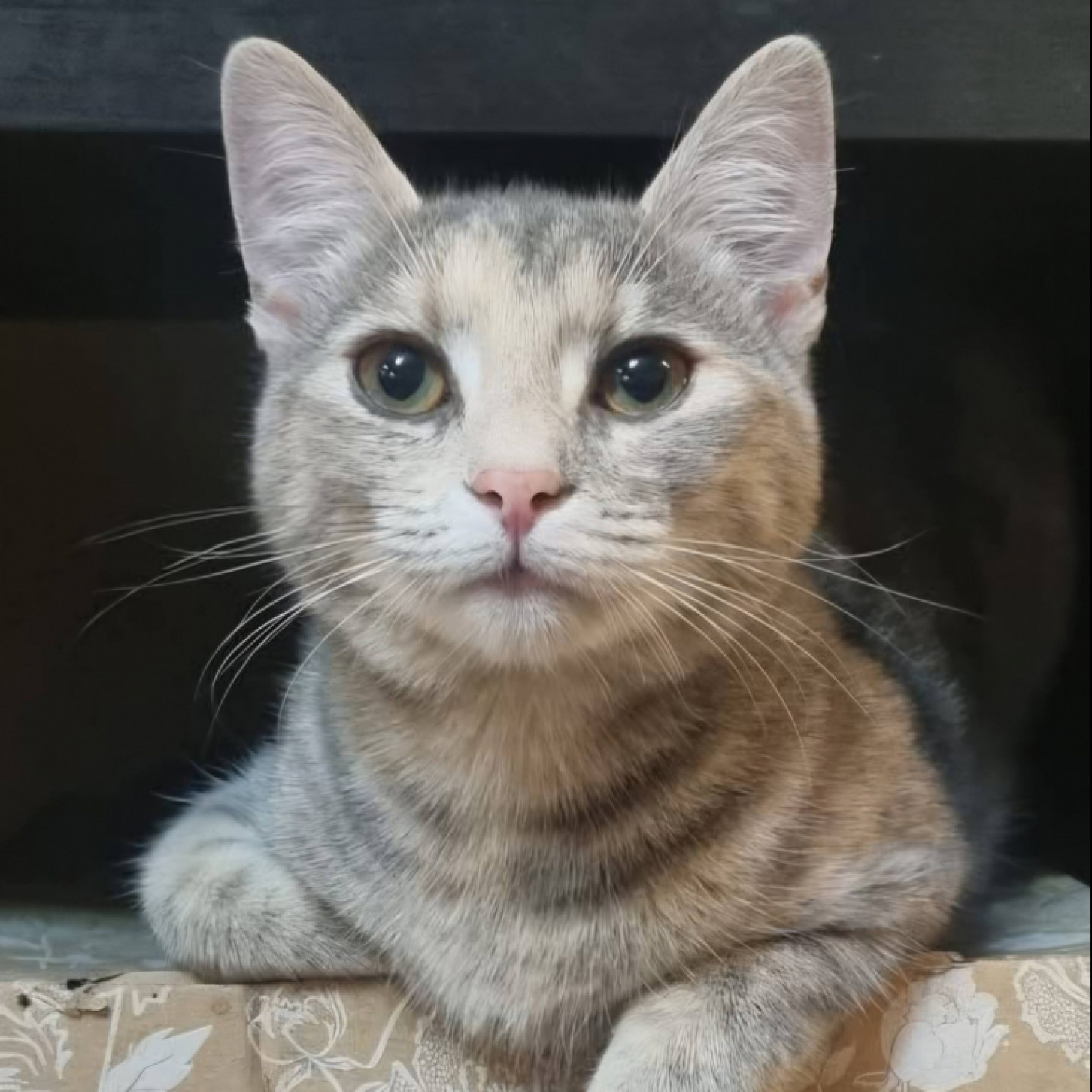 Szusi cica gazdit keres