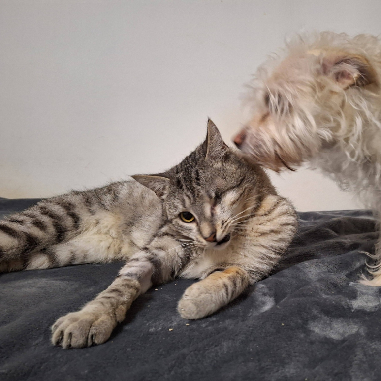 Var&aacute;zs cica gazdit keres