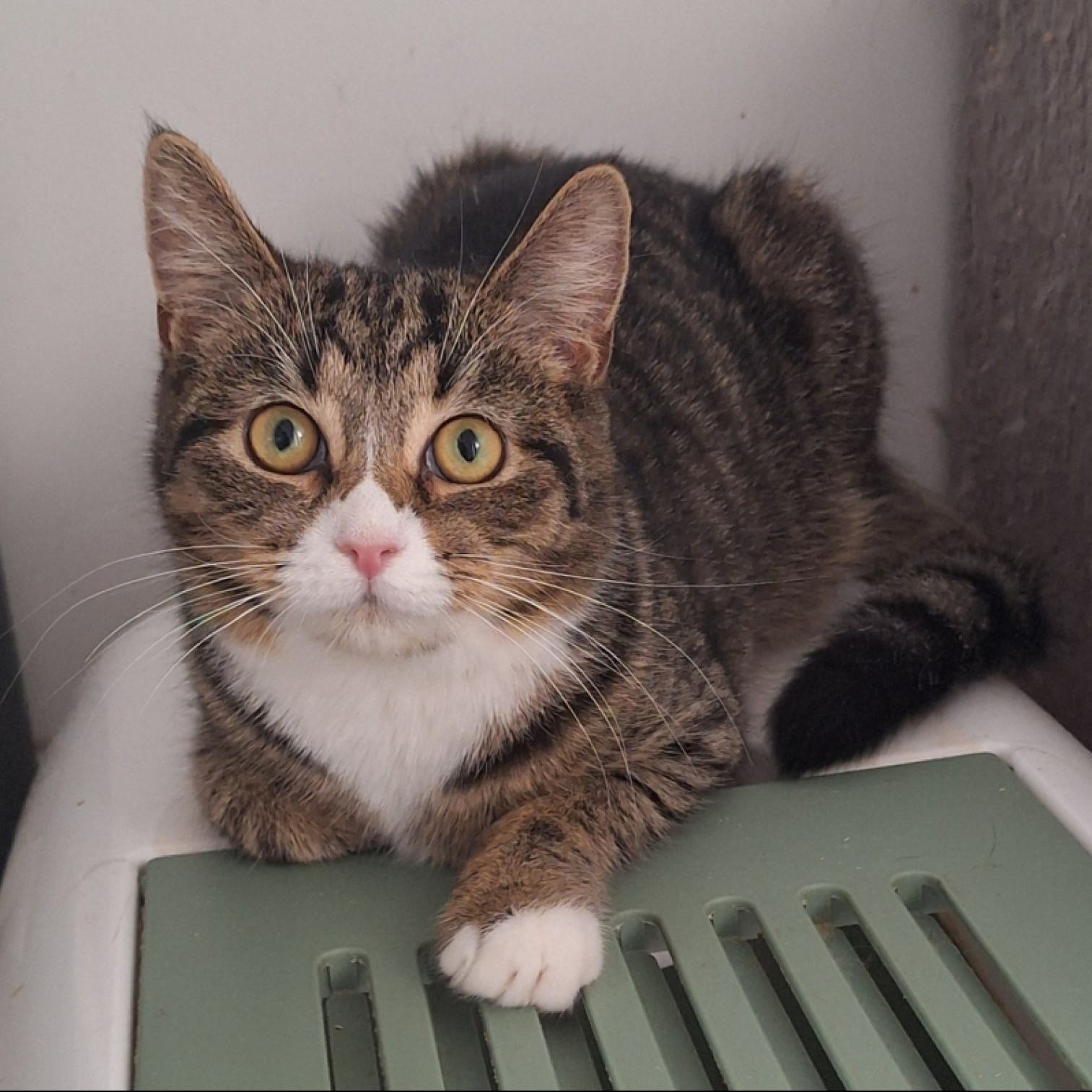 Lili cica gazdit keres