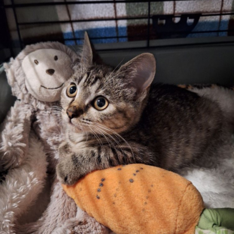 Ariel cica gazdit keres