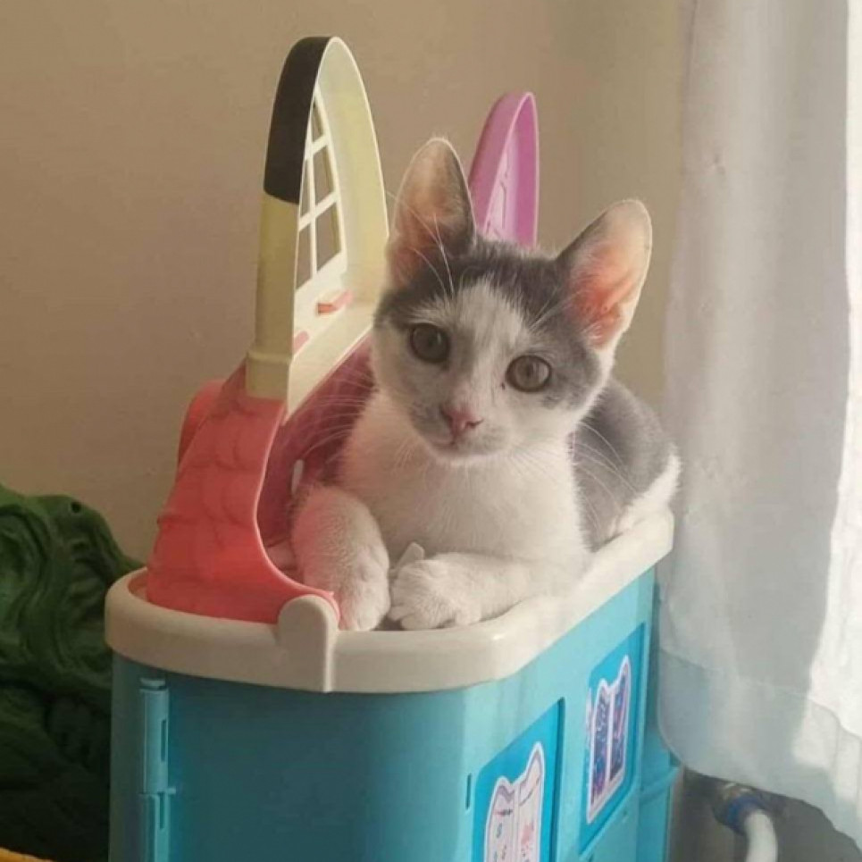 Sapi cica gazdit keres