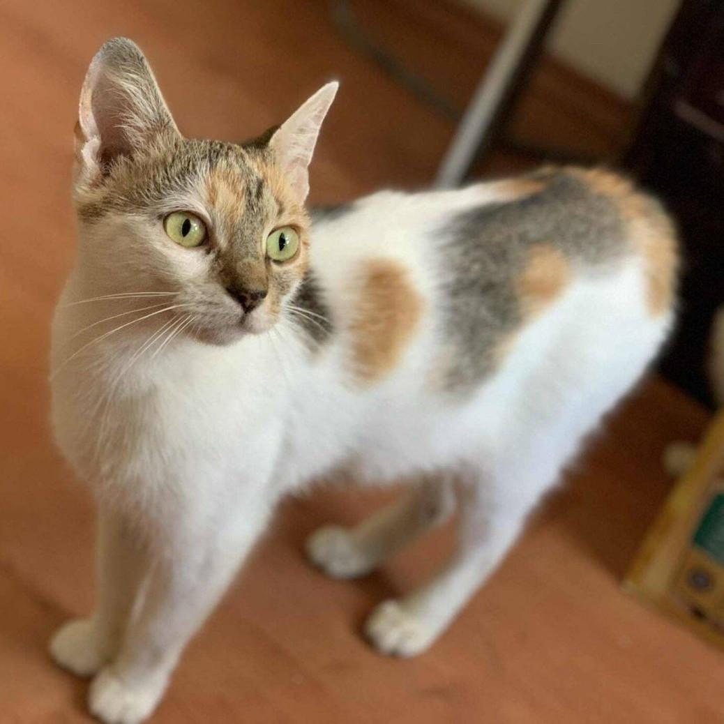 Lótusz gazdit keres