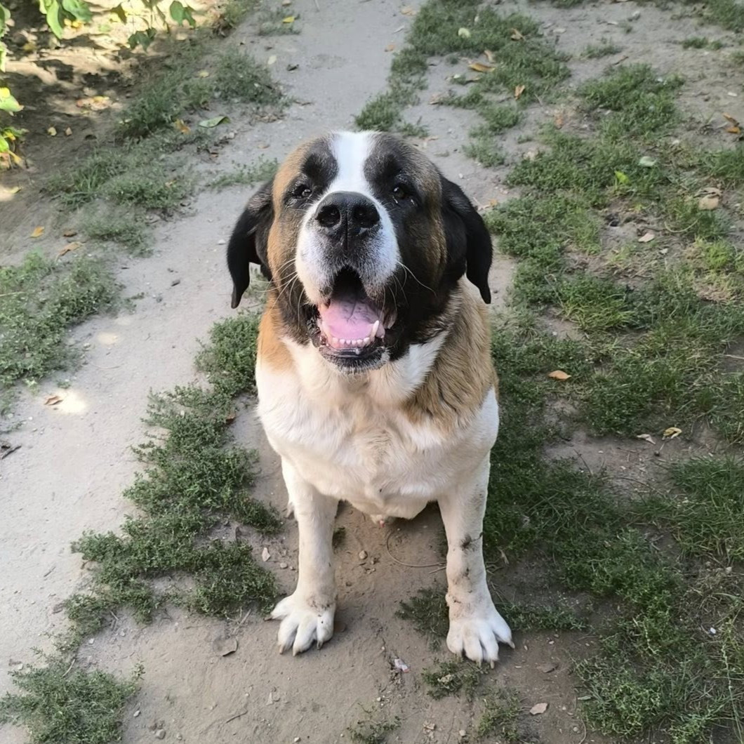 Brutusz gazdit keres