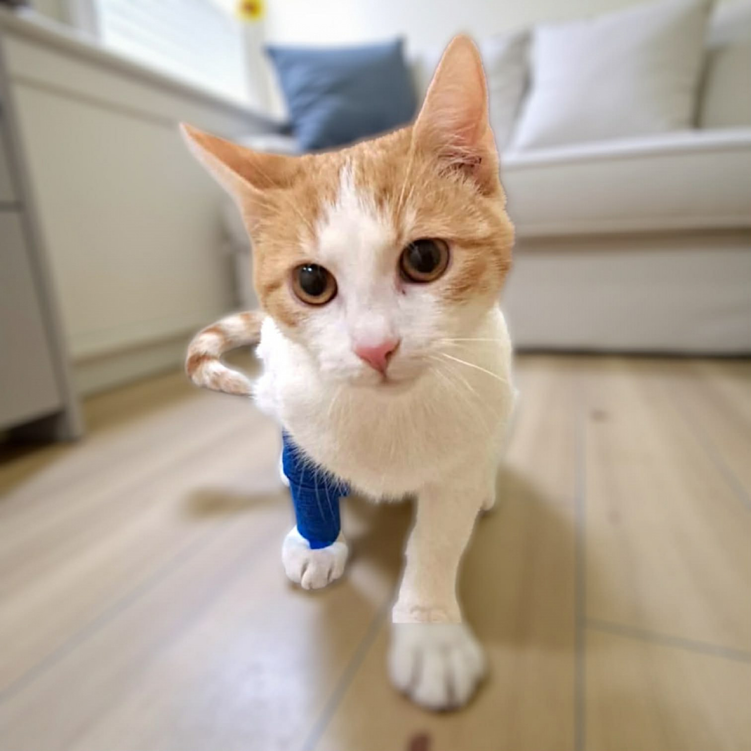 L&oacute;ci &eacute;s Loki gazdit keres