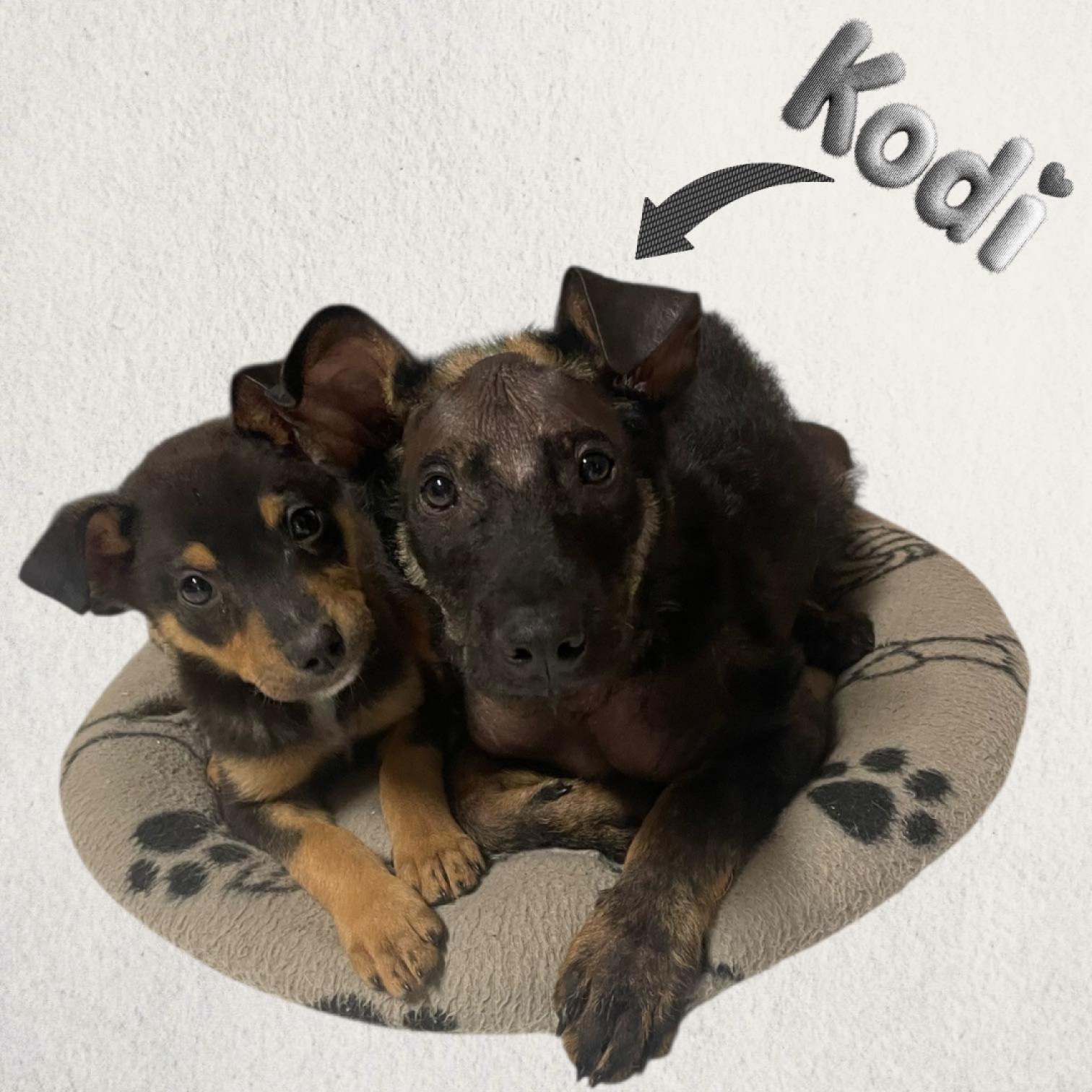 Kodi gazdit keres