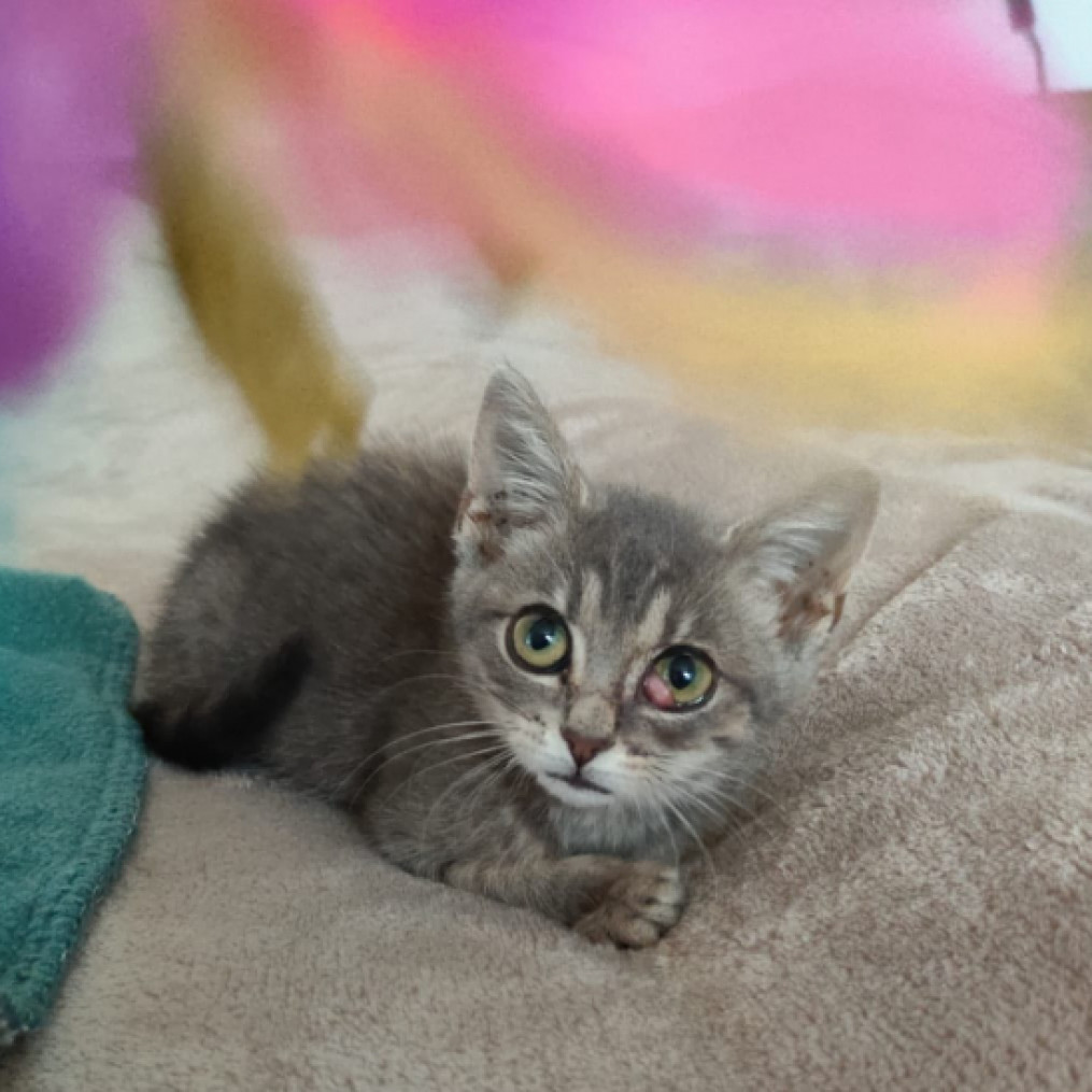 Prücsök cica gazdit keres