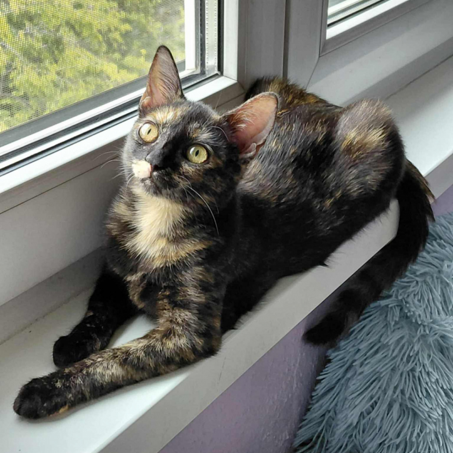 Manócska gazdit keres